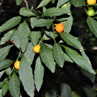 Solanum pseudocapsicum (Jerusalem Cherry, Madeira Cherry) at Yalwal, NSW - 27 May 2020 by plants