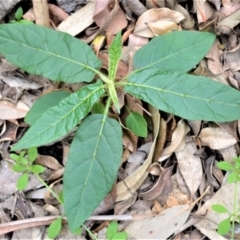 Solanum stelligerum (Devil's Needles) at Yalwal, NSW - 6 May 2020 by plants
