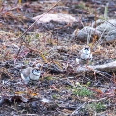 Stizoptera bichenovii (Double-barred Finch) at Stromlo, ACT - 21 Jun 2020 by JohnHurrell