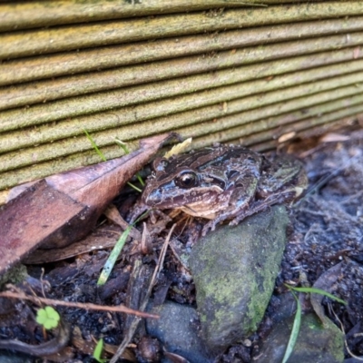 Limnodynastes peronii (Brown-striped Frog) at Narrawallee, NSW - 21 Jun 2020 by DonnaH