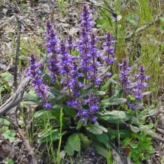 Ajuga australis (Austral Bugle) at Farrer, ACT - 11 Nov 2010 by galah681