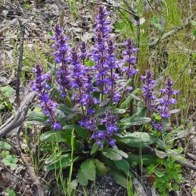 Ajuga australis (Austral Bugle) at Farrer, ACT - 11 Nov 2010 by galah681