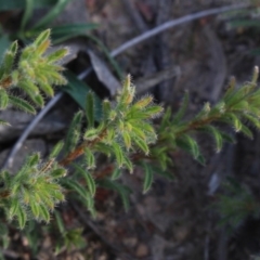 Pultenaea subspicata at Gundaroo, NSW - 16 May 2020