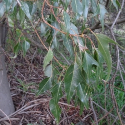 Brachychiton populneus subsp. populneus (Kurrajong) at Murrumbateman, NSW - 20 Jun 2020 by AndyRussell
