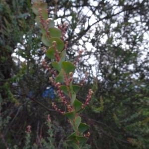 Acacia pravissima at Murrumbateman, NSW - 20 Jun 2020 05:19 PM