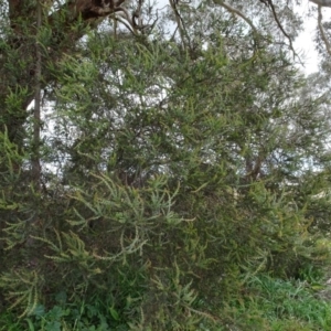 Acacia pravissima at Murrumbateman, NSW - 20 Jun 2020