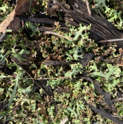 Heterodea sp. (A lichen) at Hughes Grassy Woodland - 21 Jun 2020 by KL