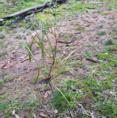 Acacia implexa (Hickory Wattle, Lightwood) at Mount Majura - 20 Jun 2020 by sbittinger