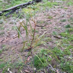 Acacia implexa at Majura, ACT - 20 Jun 2020