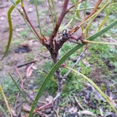 Acacia implexa at Majura, ACT - 20 Jun 2020