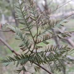 Acacia decurrens (Green Wattle) at Mount Majura - 19 Jun 2020 by sbittinger