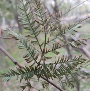 Acacia decurrens at Majura, ACT - 19 Jun 2020