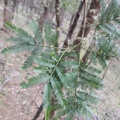 Acacia parramattensis (Parramatta Green Wattle) at Mount Majura - 19 Jun 2020 by sbittinger