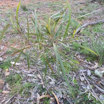 Acacia implexa (Hickory Wattle, Lightwood) at Mount Majura - 19 Jun 2020 by sbittinger