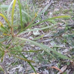 Acacia implexa at Majura, ACT - 19 Jun 2020