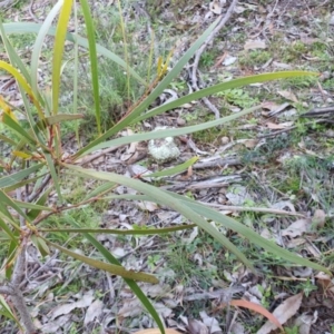 Acacia implexa at Majura, ACT - 19 Jun 2020