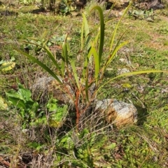 Acacia implexa (Hickory Wattle, Lightwood) at Mount Majura - 19 Jun 2020 by sbittinger