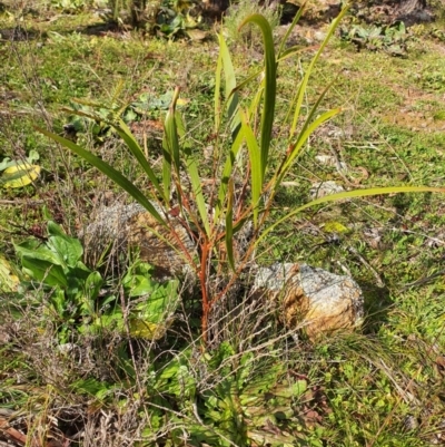 Acacia implexa (Hickory Wattle, Lightwood) at Watson, ACT - 19 Jun 2020 by sbittinger