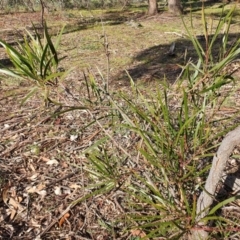 Acacia implexa (Hickory Wattle, Lightwood) at Mount Majura - 19 Jun 2020 by sbittinger