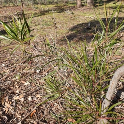 Acacia implexa (Hickory Wattle, Lightwood) at Mount Majura - 19 Jun 2020 by sbittinger