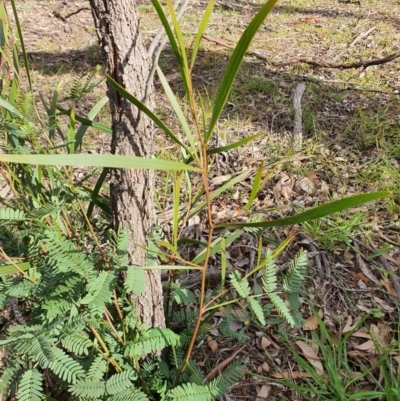 Acacia implexa (Hickory Wattle, Lightwood) at Mount Majura - 19 Jun 2020 by sbittinger