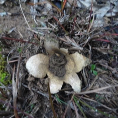 Scleroderma sp. (Scleroderma) at Murrumbateman, NSW - 20 Jun 2020 by AndyRussell