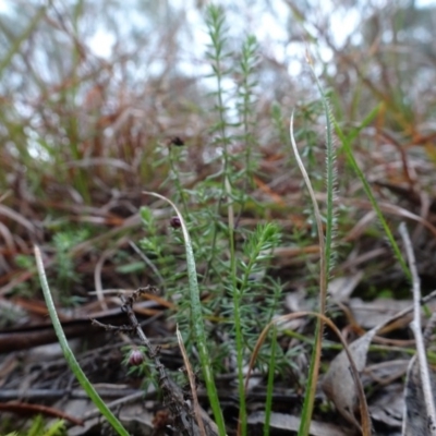 Asperula conferta at Murrumbateman, NSW - 20 Jun 2020 by AndyRussell