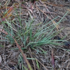 Lomandra (genus) (A Matrush) at Murrumbateman, NSW - 20 Jun 2020 by AndyRussell