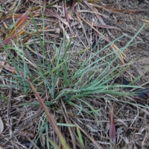 Lomandra sp. at Murrumbateman, NSW - 20 Jun 2020