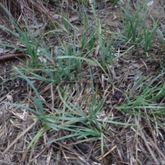 Lomandra filiformis subsp. coriacea (Wattle Matrush) at Murrumbateman, NSW - 20 Jun 2020 by AndyRussell