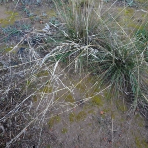 Austrostipa bigeniculata at Murrumbateman, NSW - 20 Jun 2020 05:00 PM