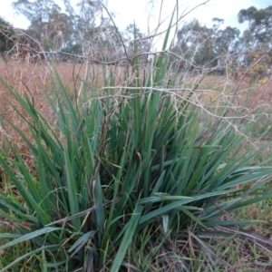 Dianella sp. aff. longifolia (Benambra) at Murrumbateman, NSW - 20 Jun 2020