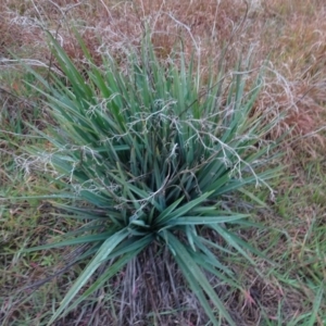 Dianella sp. aff. longifolia (Benambra) at Murrumbateman, NSW - 20 Jun 2020