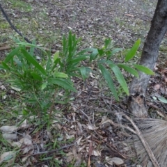Acacia melanoxylon (Blackwood) at Murrumbateman, NSW - 20 Jun 2020 by AndyRussell