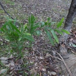 Acacia melanoxylon at Murrumbateman, NSW - 20 Jun 2020