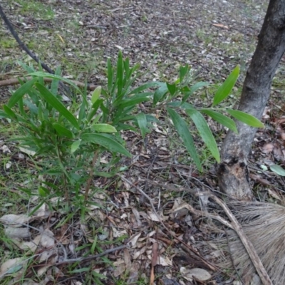 Acacia melanoxylon (Blackwood) at Murrumbateman, NSW - 20 Jun 2020 by AndyRussell