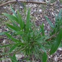 Acacia melanoxylon at Murrumbateman, NSW - 20 Jun 2020