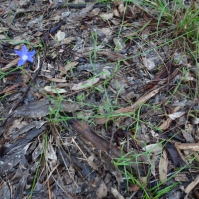 Wahlenbergia sp. (Bluebell) at Murrumbateman, NSW - 20 Jun 2020 by AndyRussell