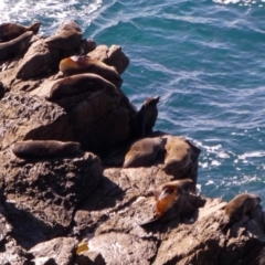 Arctocephalus pusillus doriferus (Australian Fur-seal) at Batemans Marine Park - 21 Jun 2020 by DonFletcher