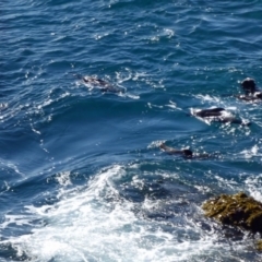 Arctocephalus pusillus doriferus at Batemans Marine Park - 21 Jun 2020