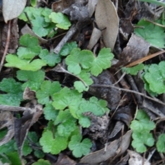 Hydrocotyle laxiflora (Stinking Pennywort) at Murrumbateman, NSW - 20 Jun 2020 by AndyRussell