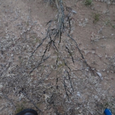 Eragrostis curvula (African Lovegrass) at Murrumbateman, NSW - 20 Jun 2020 by AndyRussell