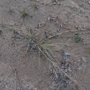 Eragrostis curvula at Murrumbateman, NSW - 20 Jun 2020