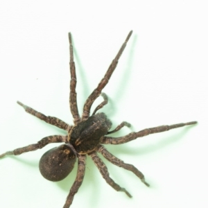 Lycosidae (family) at Macgregor, ACT - 21 Jun 2020