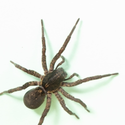 Lycosidae (family) (Wolf spider) at Macgregor, ACT - 21 Jun 2020 by Roger