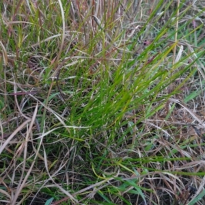 Tricoryne elatior at Murrumbateman, NSW - 20 Jun 2020