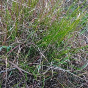 Tricoryne elatior at Murrumbateman, NSW - 20 Jun 2020