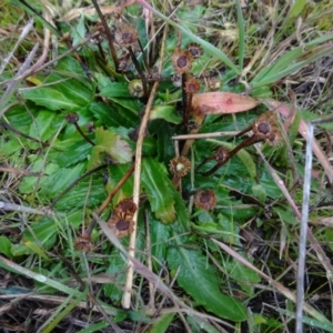 Solenogyne dominii at Murrumbateman, NSW - 20 Jun 2020