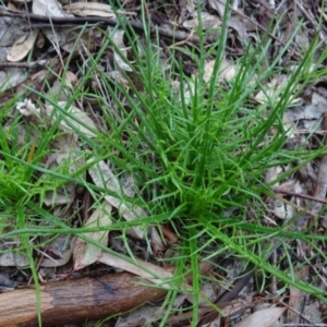 Eryngium ovinum at Murrumbateman, NSW - 20 Jun 2020