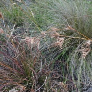 Themeda triandra at Murrumbateman, NSW - 20 Jun 2020 03:34 PM